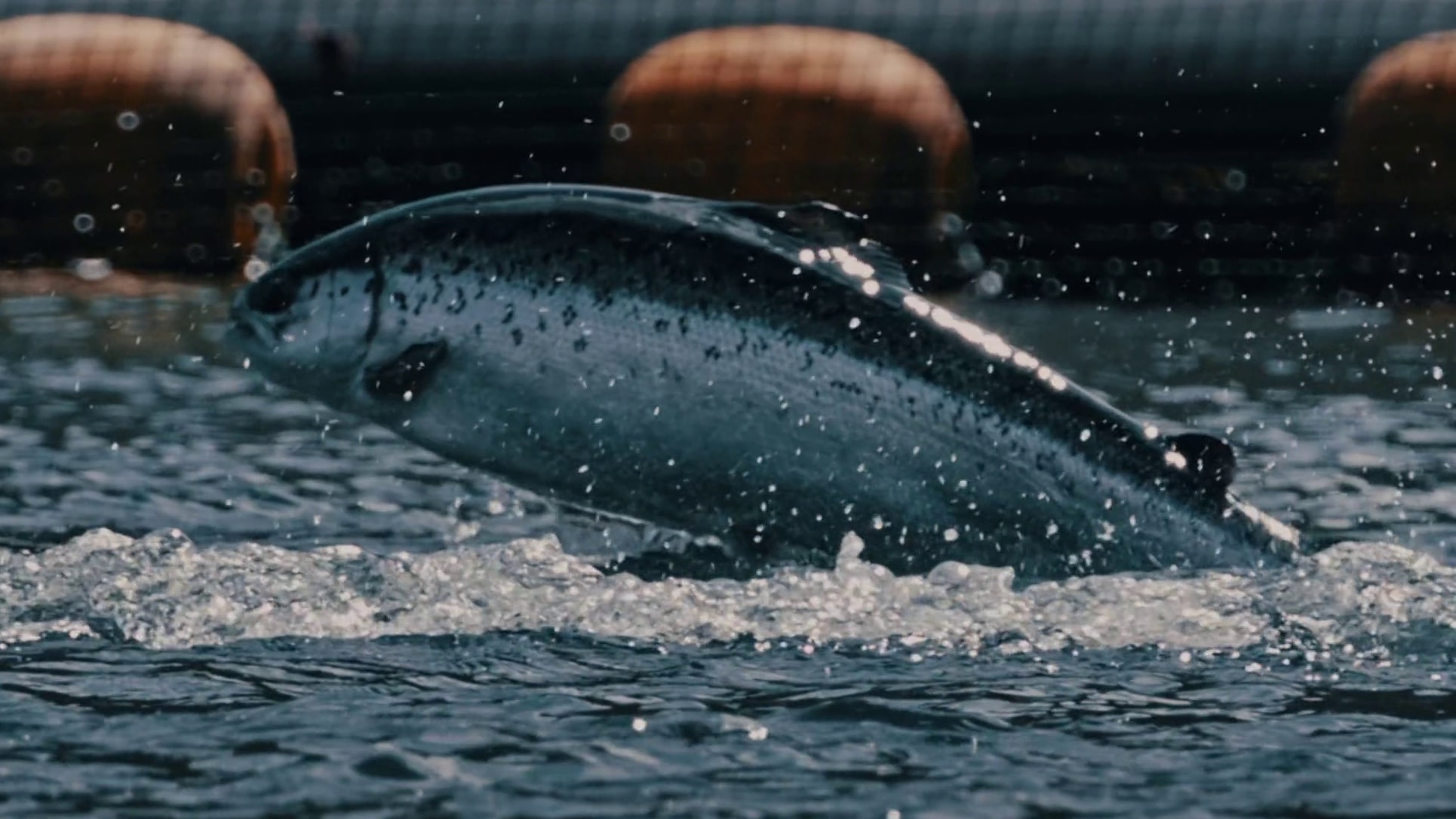 HIDDENFJORD | Value Chain